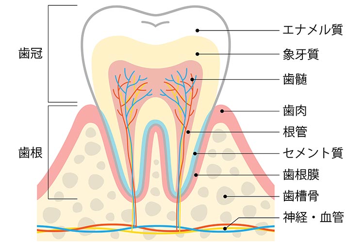 歯の根の治療は精密さが大事
